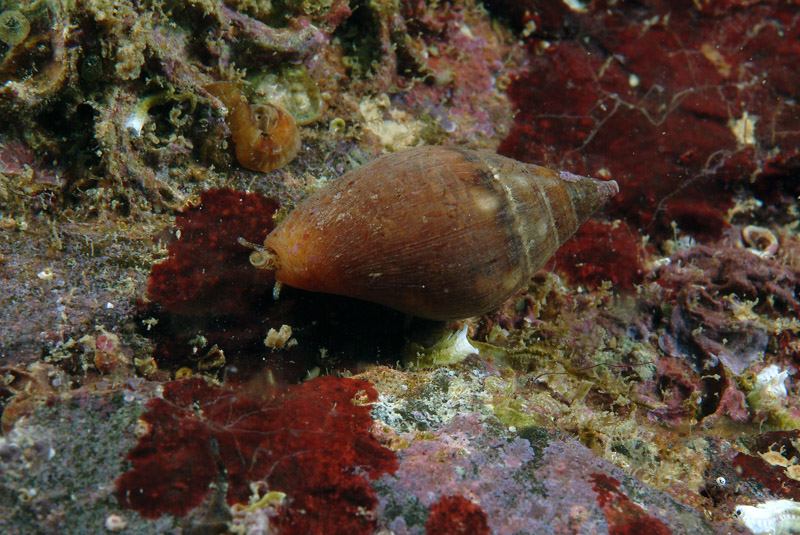 Columbella rustica